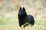 SCHIPPERKE 842